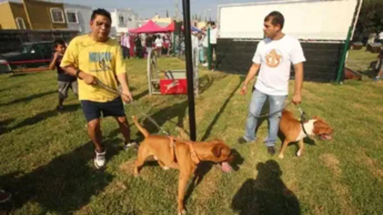 Adoptan Código de Colores para alertar sobre comportamiento de mascotas